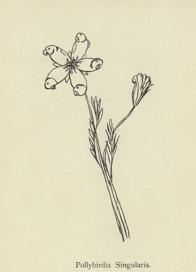 ポリバーディアソリティア 作： Edward Lear
